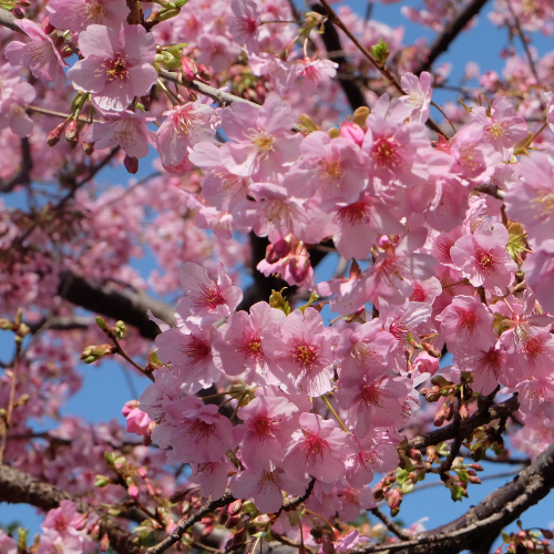 Sakura Kawaii Otaku